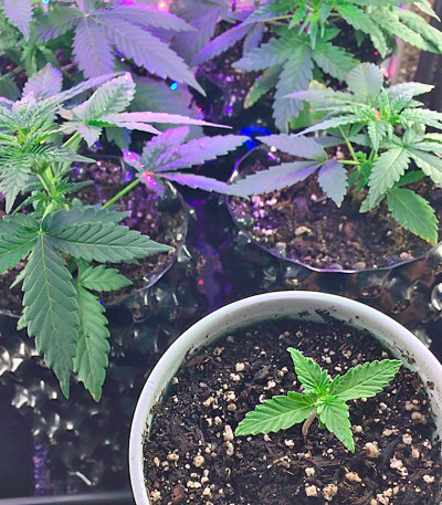 Сорт Afghan Kush Ryder Auto fem (World of Seeds)