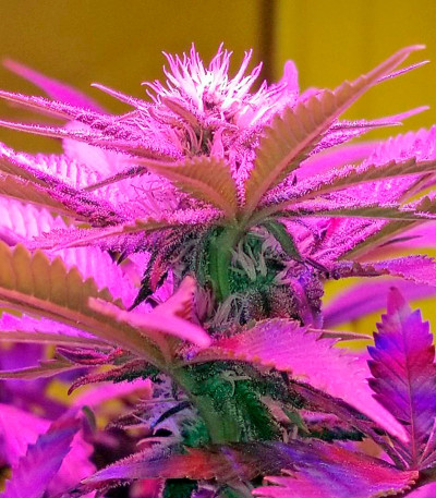 Сорт марихуаны Blue Widow