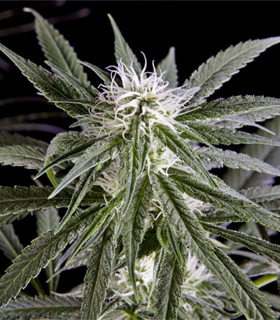 Сорт Arjan's Haze #2 fem