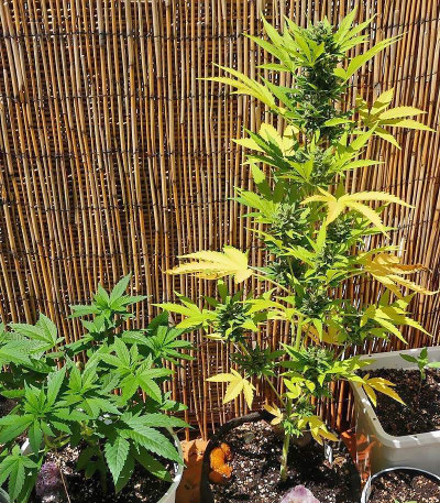 Сорт Blueberry Bliss Auto Fem (Vision Seeds)