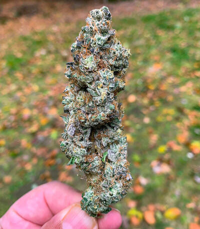 Сорт Garlic Cookies fem