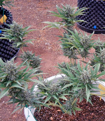 Сорт Mohan Ram Auto fem (Sweet Seeds)