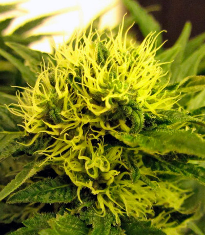 Сорт White Berry fem (Paradise Seeds)