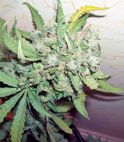 Сорт Auto New York City fem (Pyramid Seeds)