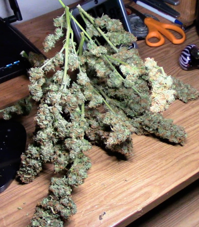 Сорт Dizzy Lights Auto fem (Dr. Krippling Seeds)