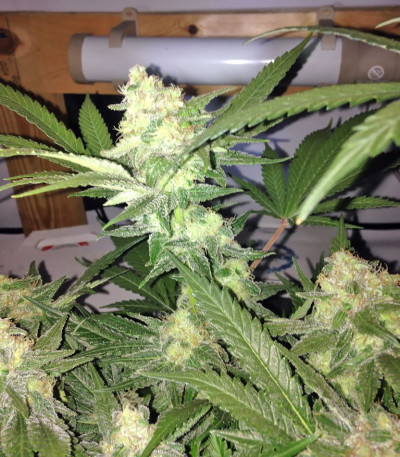 Сорт Red Leicester Tease fem (Dr. Krippling Seeds)