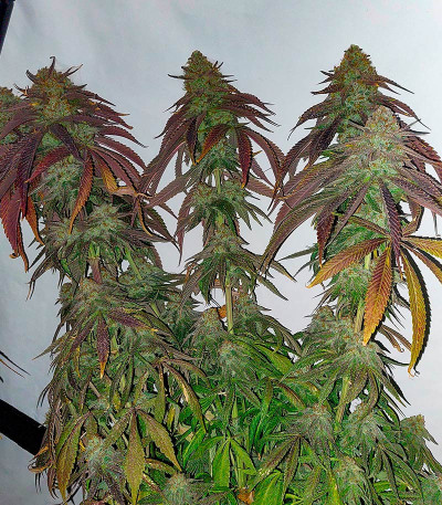 Сорт Super Lemon Haze x GMO fem от Green House Seeds