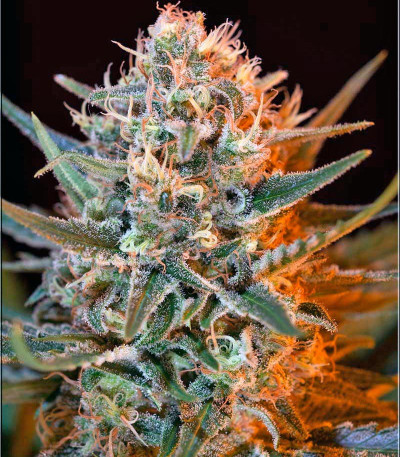 Сорт Black Jack F1 Fast Version fem (Sweet Seeds)