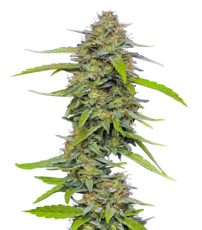 Сорт Strawberry Cheesecake Auto fem от Humboldt Seed Company