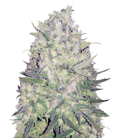 Сорт White Widow Original reg (Sumo Seeds)