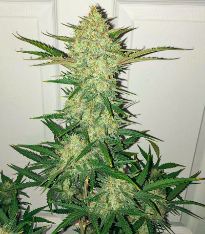 Сорт NYC Diesel Auto fem (Barney's Farm)