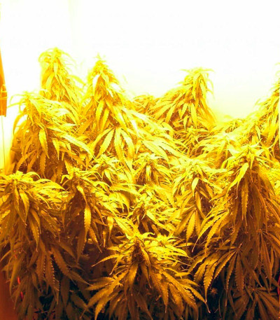 Сорт Arjan's Haze #1 fem