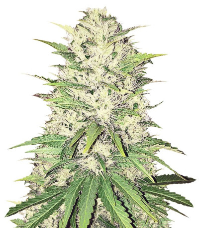 Сорт Goji Haze fem (Sumo Seeds)