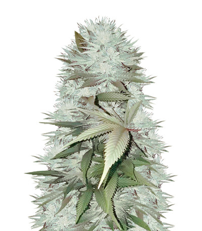 Сорт Mighty Mango Bud fem (Vision Seeds)
