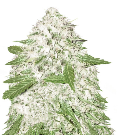 Сорт Sumo's OG Kush fem (Sumo Seeds)