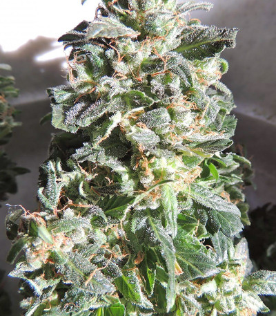 Сорт Ogre Auto fem (Doctor’s Choice)