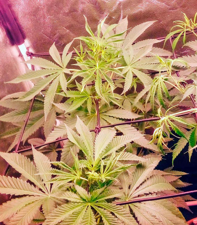 Сорт Karamelo (Kreamy Karamel) fem