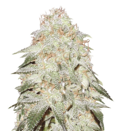 Сорт Pickled Diesel Auto Flowering fem (Dr. Krippling Seeds)