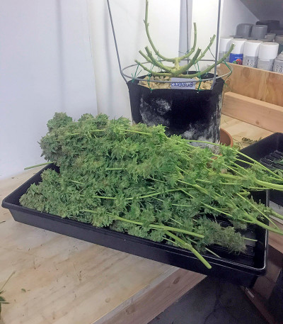 Сорт Big Bud (Snow White) reg (Nirvana Seeds)