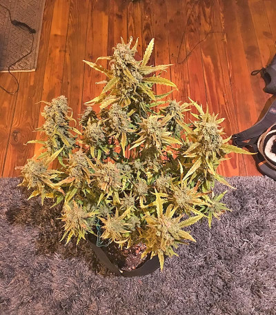 Сорт Green Crack Auto fem (FastBuds)