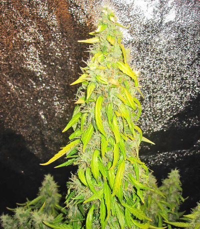 Сорт Rock Machine Auto fem (Doctor’s Choice)