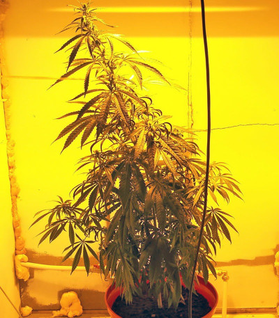 Сорт Alaskan Ice fem