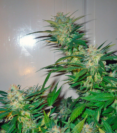 Сорт Great White Shark (Green House Seeds)