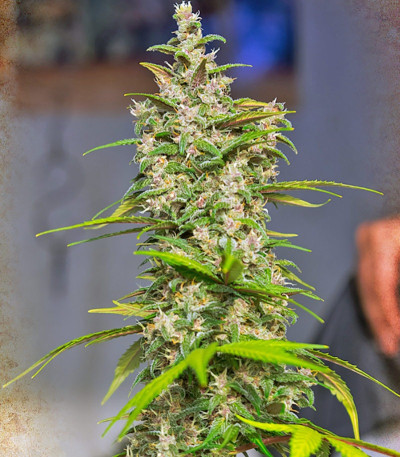 Сорт NYC Diesel Auto fem (Sweet Seeds)