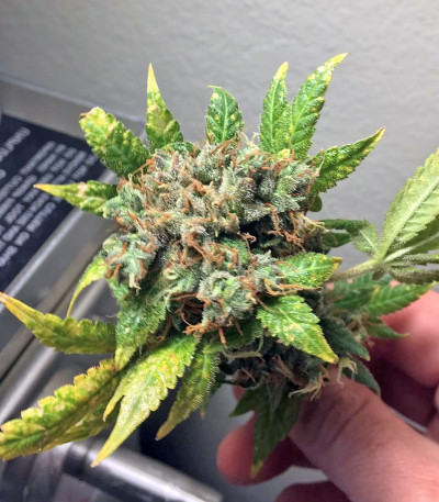 Сорт Kali Mist reg (Serious Seeds)