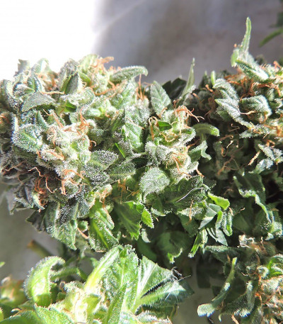 Сорт Ogre Auto fem (Doctor’s Choice)