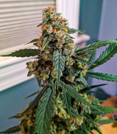 Сорт Keepers OG Autoflower fem (Seedkeepers)