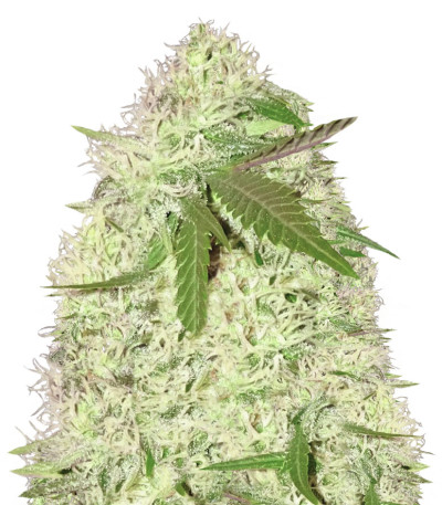 Сорт Silver Buddha Haze fem (Sumo Seeds)