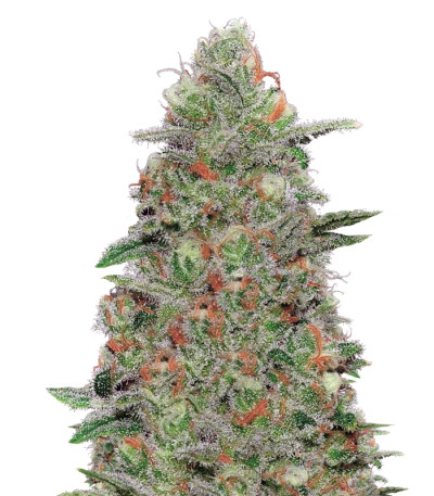 Сорт Crazy Miss Hyde Auto fem (Samsara Seeds)