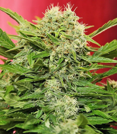 Сорт Chronic Ryder Auto fem (Doctor’s Choice)