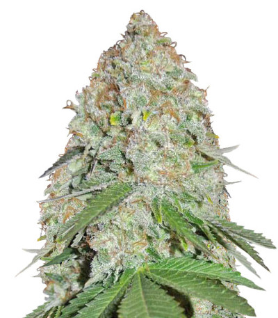 Сорт White Widow Original fem (Sumo Seeds)