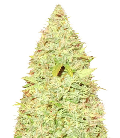 Сорт CBD Kong's Kush fem (Sumo Seeds)