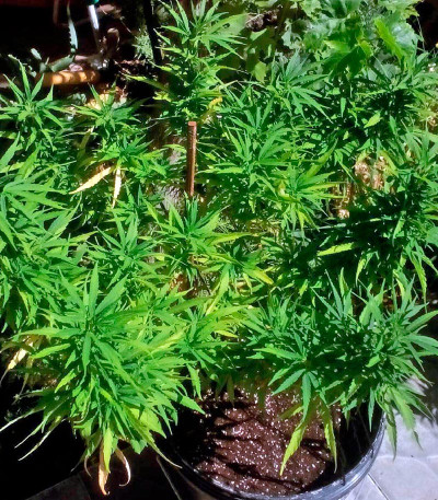 Сорт Kali Mist reg (Serious Seeds)