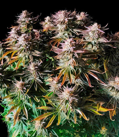 Сорт Trainwreck Fast Version fem (Seedkeepers)