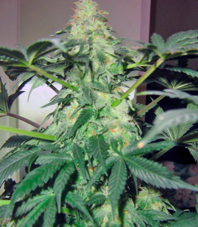 Сорт Great White Shark (Green House Seeds)