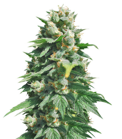 Сорт Santa Maria Auto fem (Sumo Seeds)