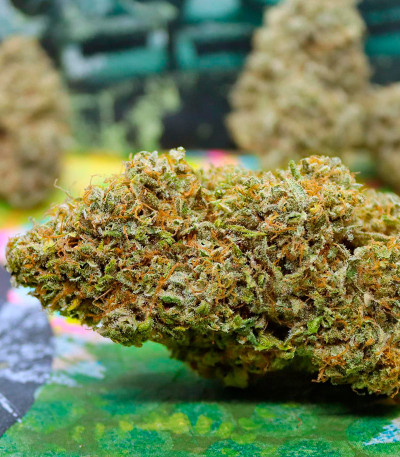 Сорт Mint Jelly Auto fem от Humboldt Seed Company