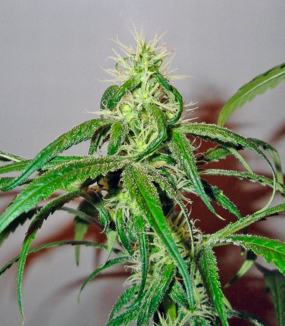 Сорт Mango Haze fem