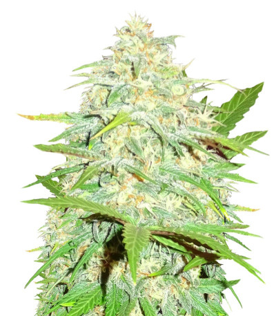 Сорт Cali Gangsta Kush fem (Sumo Seeds)