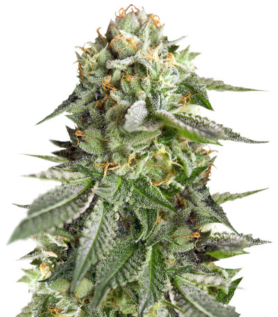 Сорт Remo Chemo fem (Dinafem Seeds)