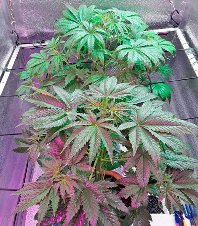 Сорт AK 47 reg (Serious Seeds)