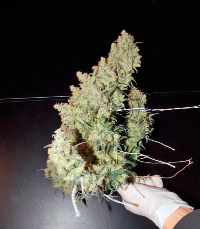 Сорт S.A.D. Sweet Afgani Delicious Auto fem (Sweet Seeds)