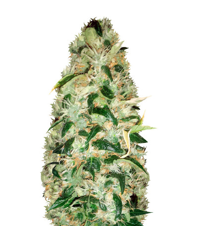 Сорт Choco Bud fem (Vision Seeds)