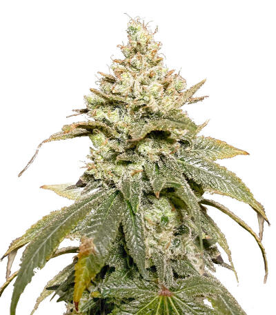 Сорт Gummy Skunk Fast Version fem (Easy Grow Seeds)