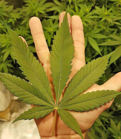 Сорт Big Bud fem (Vision Seeds)