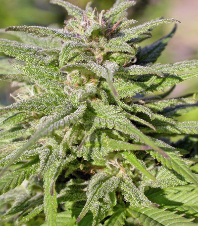 Сорт Biddy Early reg (Serious Seeds)